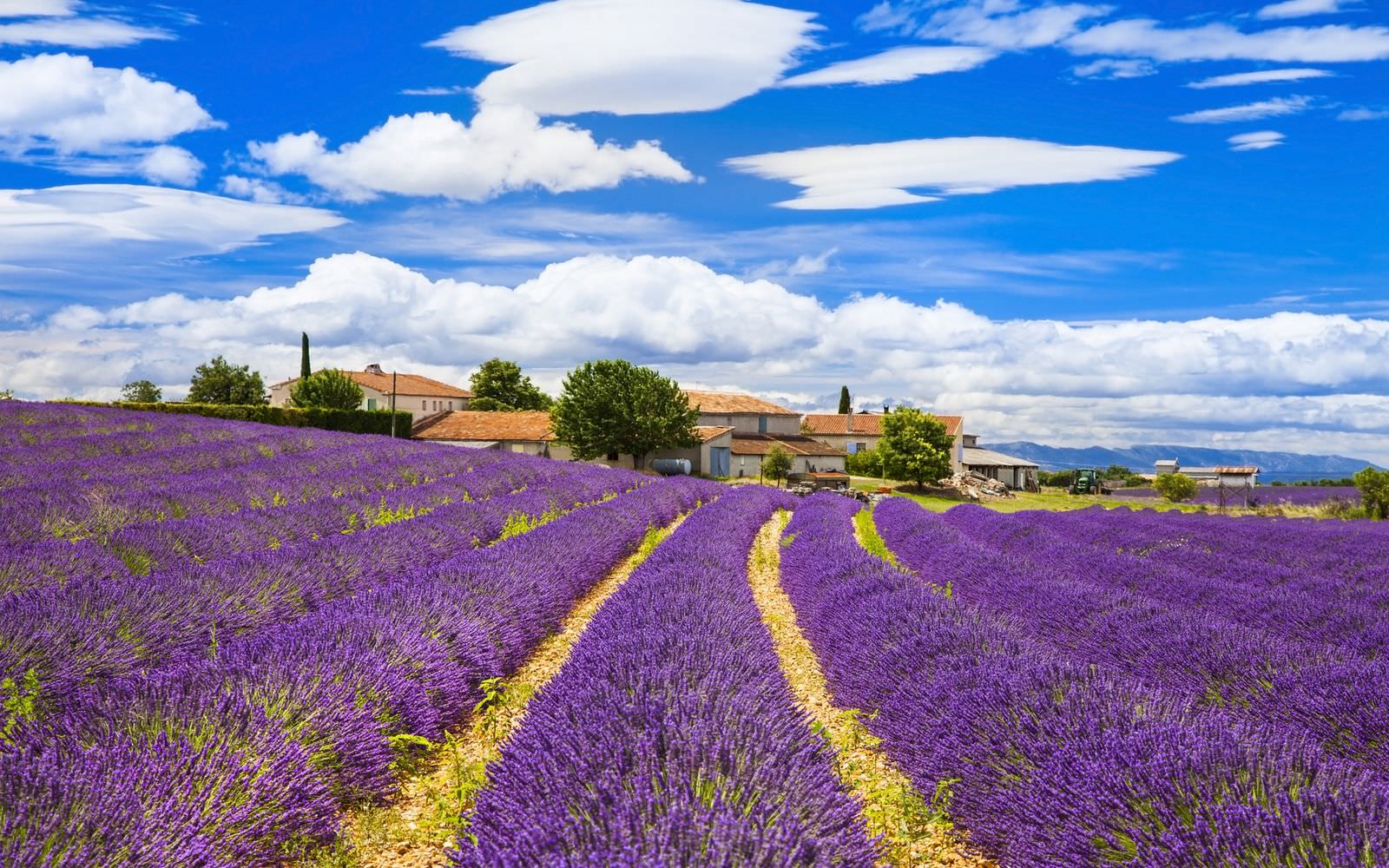 Lavender fields (Provence)