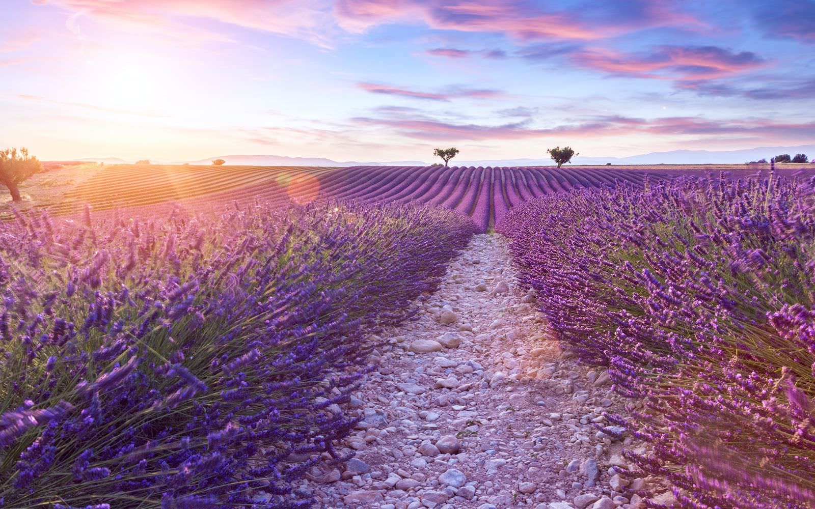 7 reasons to fall in love with Provence