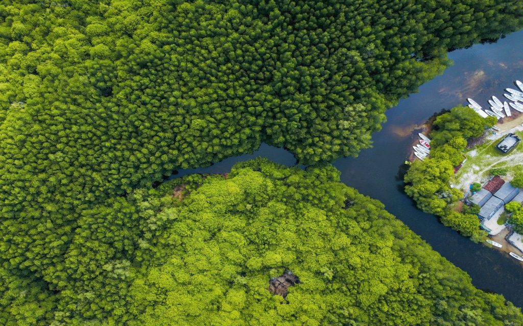 Mangrove Forests on Nusa Lembongan