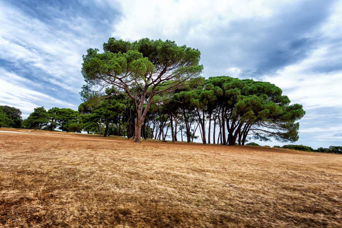 Красота дикой природы