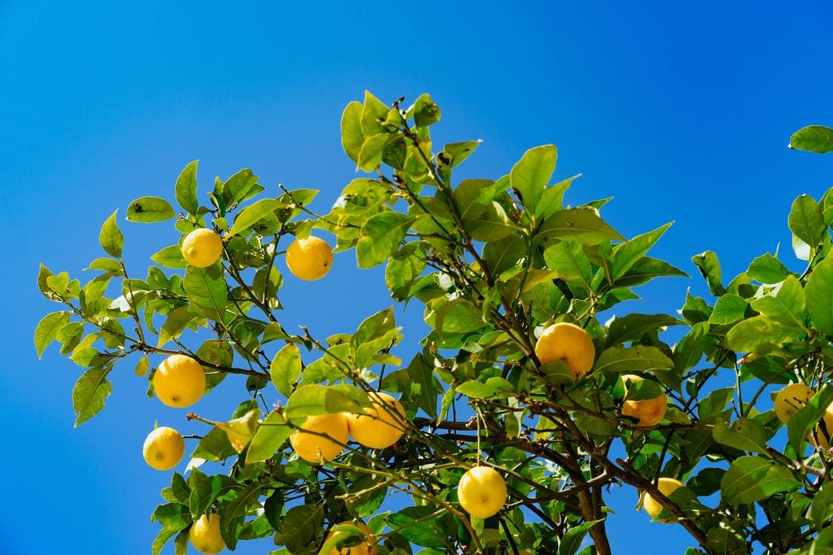 The secret is in lemons of Southern Italy