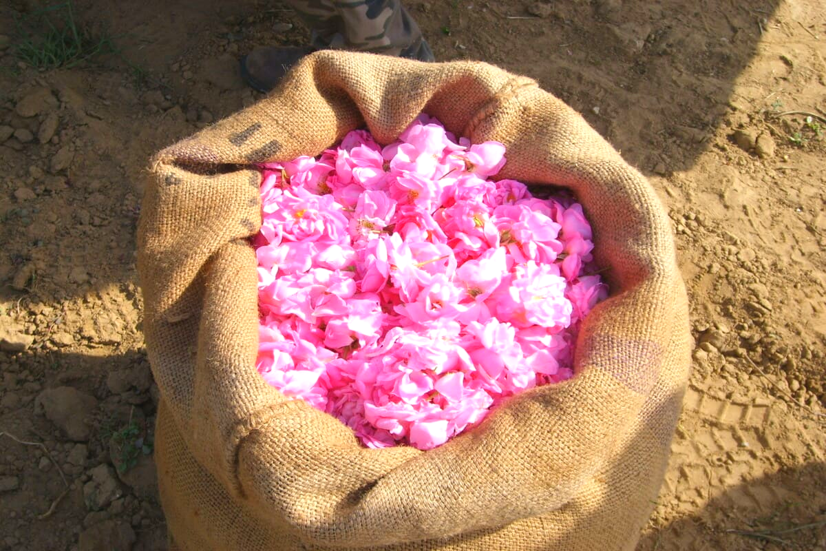 Aromas of roses in the air