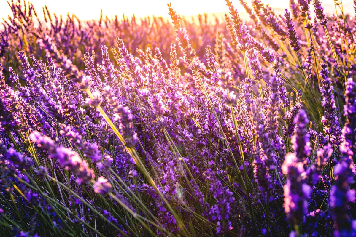 Знаменитая лаванда Прованса