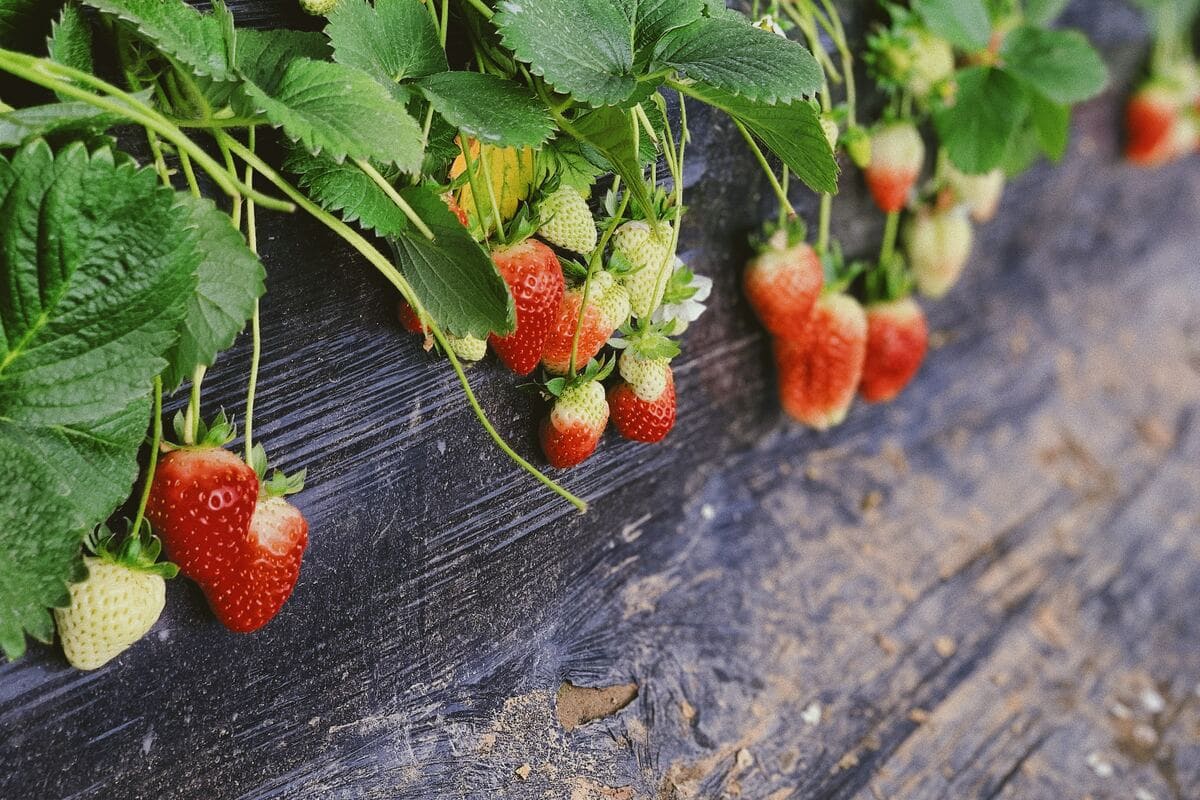 A Strawberry Garden