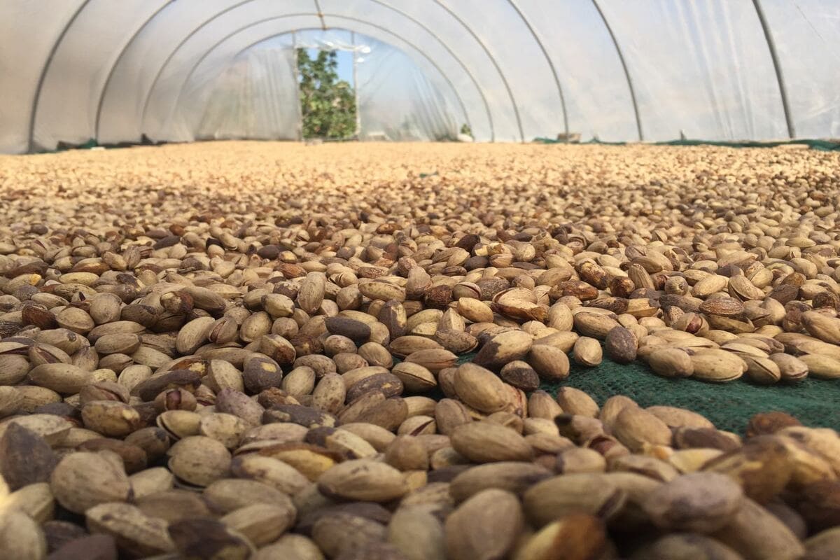 Nuts make a big contribution to the economy