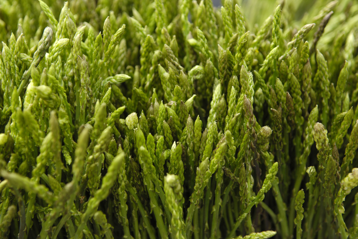 Wild Asparagus