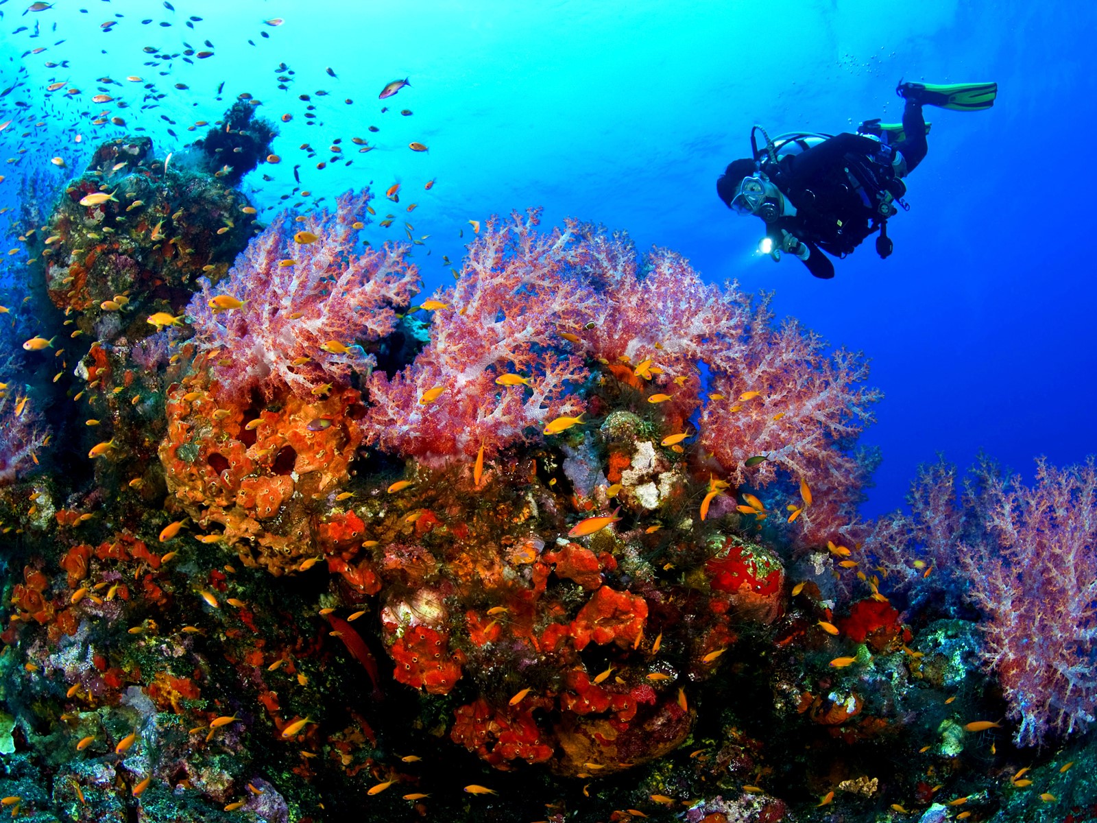 Богатый подводный мир Амеда