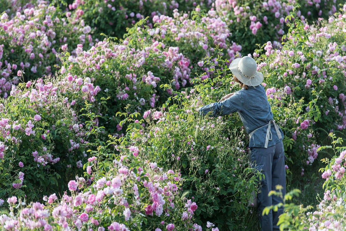 Fragrant Fields of Grasse