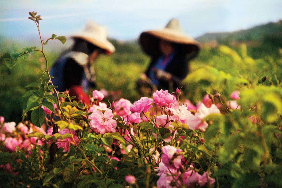 Grasse is buried in flowers